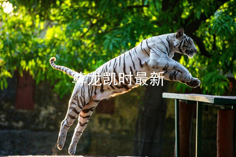 尊龙凯时最新